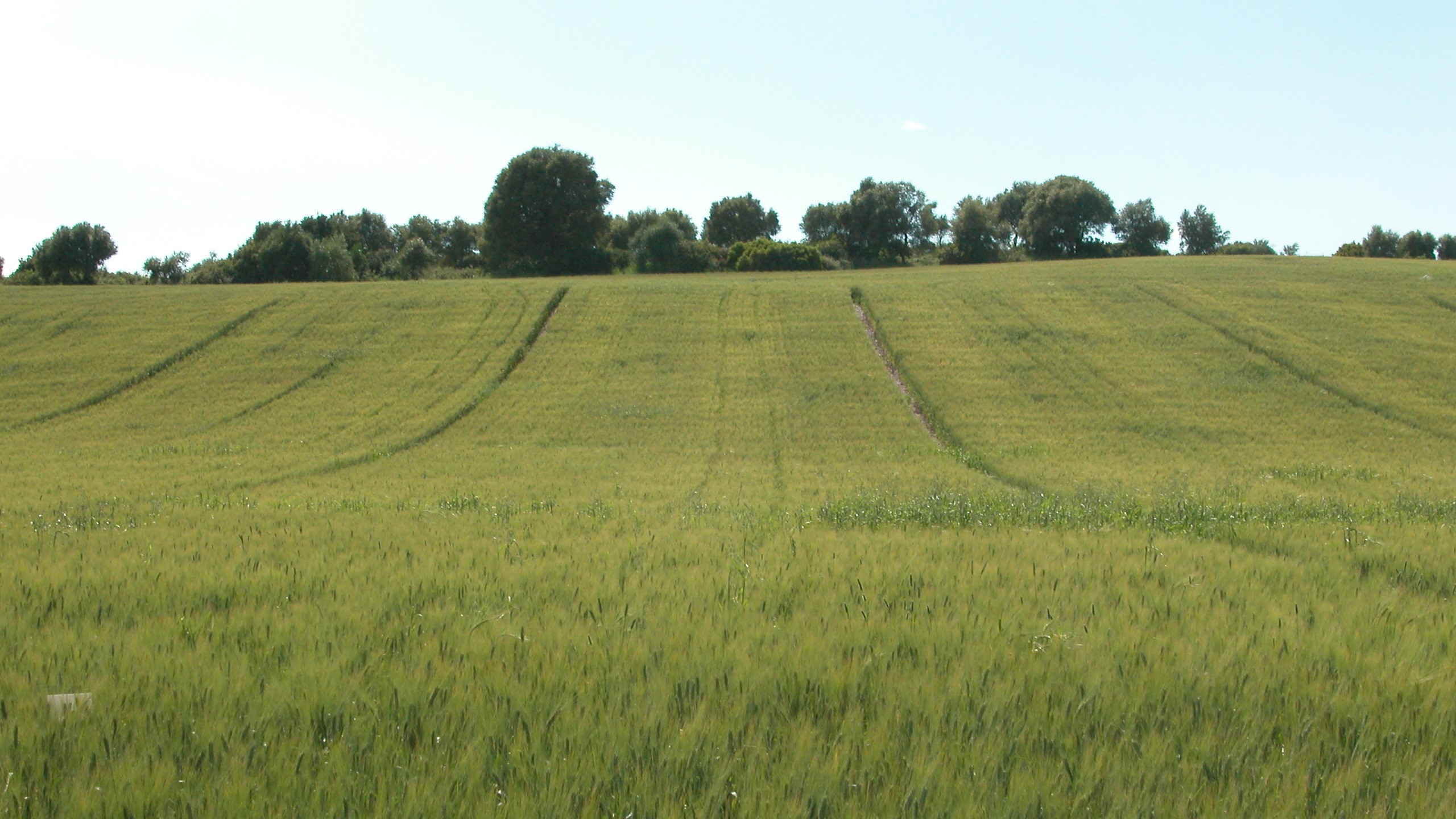 Cereal bajo técnicas de Agricultura de conservación siembra directa|Cereal bajo técnicas de Agricultura de conservación siembra directa